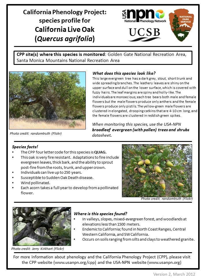 California live oak, Quercus