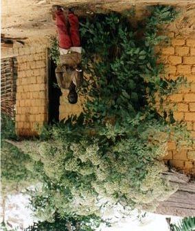 LOCAL NAMES Afrikaans (rivierbloutee); Amharic (grawa); English (vernonia tree,bitter leaf); Luganda (mululuza,muburizi); Tigrigna (grawa) BOTANIC DESCRIPTION Vernonia amygdalina is a bushy shrub or