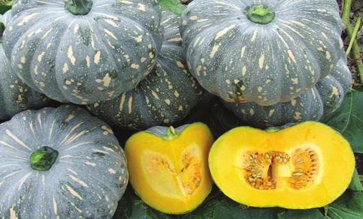 Dark orange flesh and a small seed cavity Fruit size is 4-6kg Good flesh depth at shoulder Medium storage potential Good yield