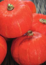 uniformity Fruit is attractive orange/red colour Fruit size is 1.2-1.