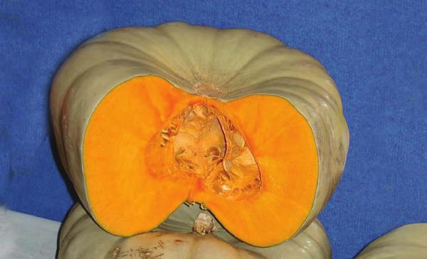 Medium to large sized fruit Good field tolerance to leaf disease Sampson Hybrid Pumpkin 5-7kg, 28 x 16cm Slightly ribbed,