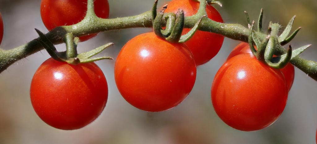 Cherry Tomato WHAT IS A CHERRY TOMATO? A cherry or grape tomato (Solanum lypopersicum) is a small fruit in the tomato (Solanaceae) family.