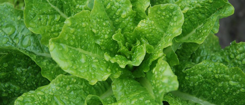 Leaf Lettuce WHAT IS LEAF LETTUCE? The term leaf lettuce describes the varieties of lettuce with leaves that branch from a single stalk in a loose bunch rather than forming a tight head.