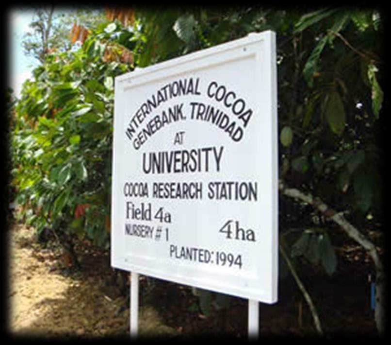 o Common growing location: The International Cocoa Genebank Trinidad (ICGT). Methodology o Most diverse collection of cacao germplasm in the world.