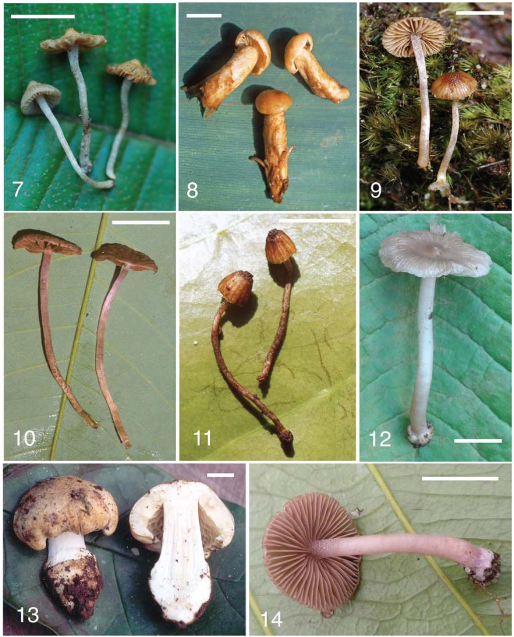 32 Tomo 37 (1): 23-39. 2012 Figs. 7-14. Basidiomata of Inocybe species from Guyana. Fig. 7. I. amazoniensis (MCA3142). Fig. 8. I. enigmata (MCA1868, holotype). Fig. 9. I. epidendron (MCA3160). Fig. 10.