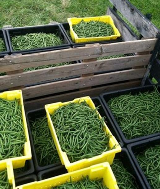 Southern Ohio Vegetable and Fruit Update from Brad Bergefurd, Ohio State University Extension Educator, Ohio State University Extension Scioto County and OSU South Centers Growing and field