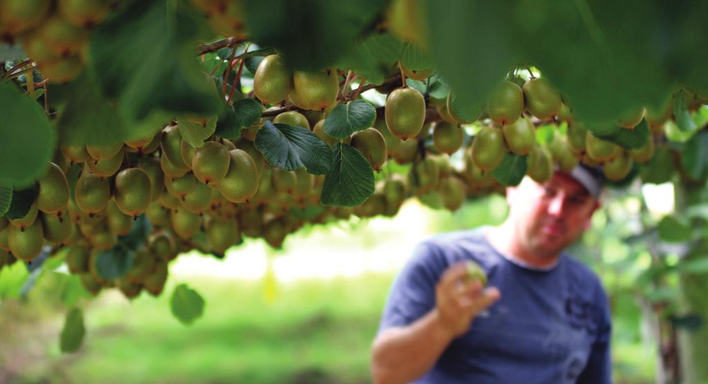What is the return on your investment? We focus on orchard investments with potential for production increases and which we believe can generate ROI of 7-12% before tax.