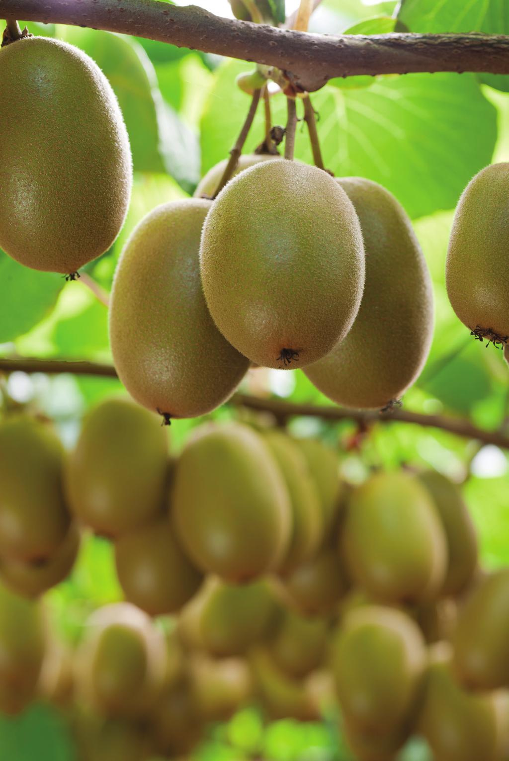 Own a share of a New Zealand top performing kiwifruit