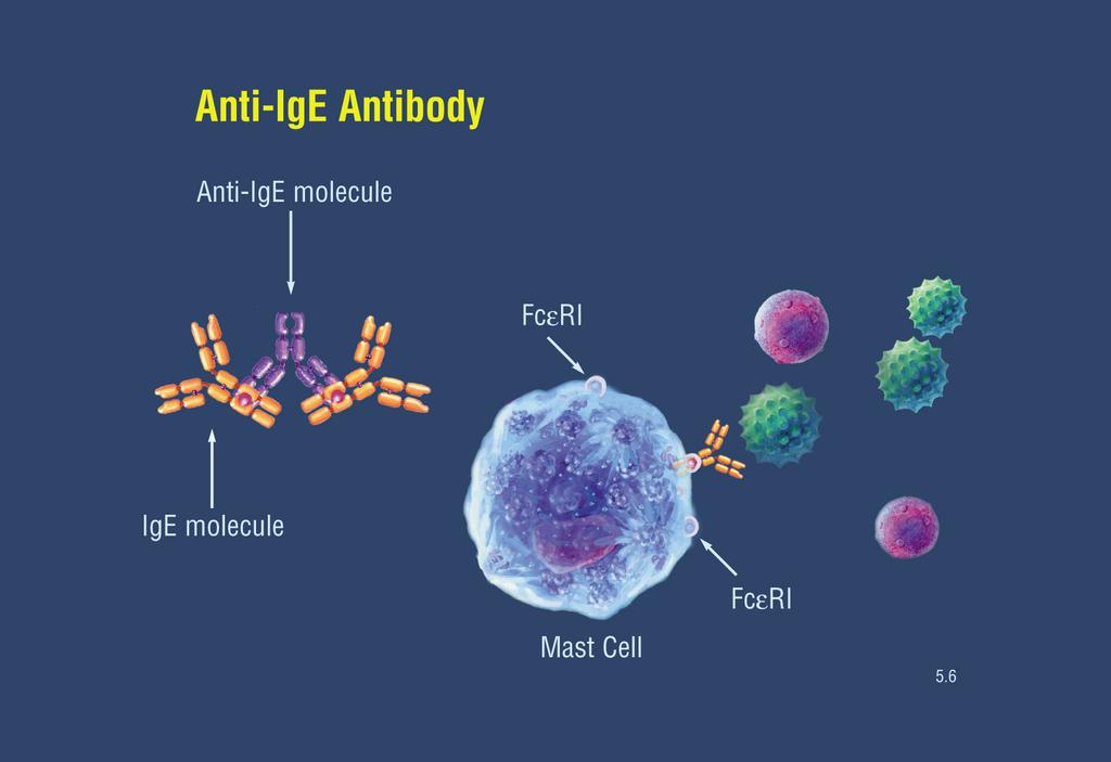 Can anti-ige Antibody be used for food allergy?