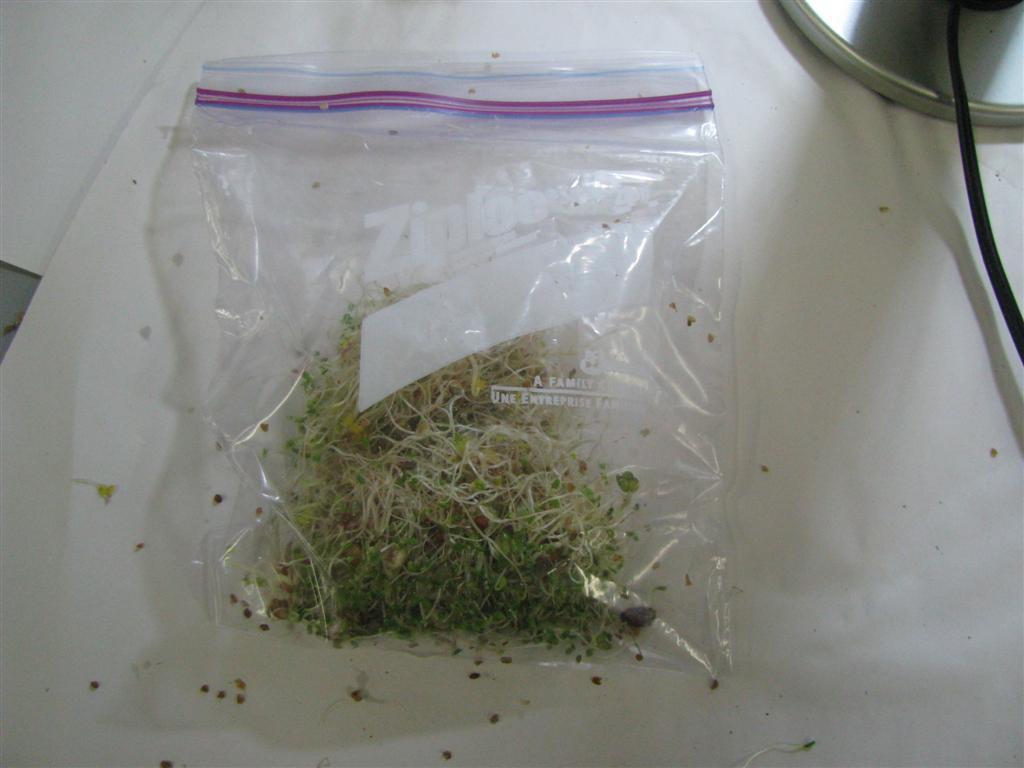 13) Store extra sprouts in a plastic bag in the refrigerator. Rinse them every 3 days or so. This project was developed by Gardening with Aphasia, a project of Inspire!