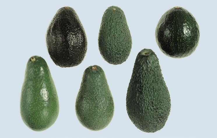 Figure 1 Examples of varieties (cultivars) Top : Benik, Hass, Nabal Bottom : Ettinger, Fuerte,