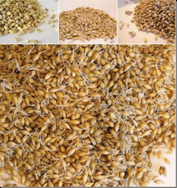 process ensure optimal quality We are the largest malt producer in Shandong with an annual production capacity of 120,000 ton We use 12.