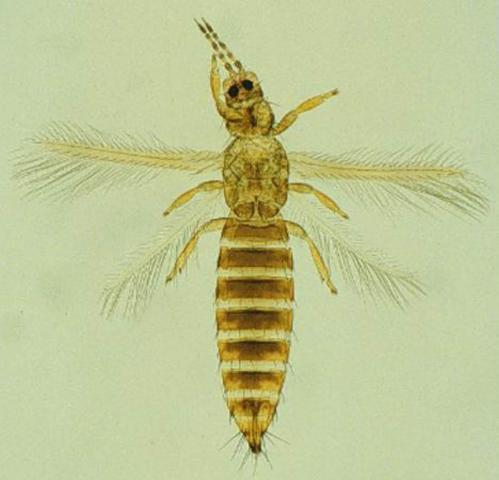 Eastern Flower Thrips Frankliniella tritici Polyphagous, including several vegetable, fruit and floriculture crops.