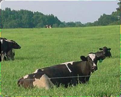 To produce milk, the modern cows require three times
