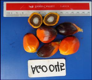 6 g. Figure 7a: High Mean Fruit Weight of Accession AGO 048 from site 13 (S.