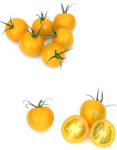 HTL1504040 F1 hybrid tomato Yellow cherry tomato for loose picking 14 16 gram HR: ToMV: 0, 1, 2 / Va: 0 / Vd: 0 Strong