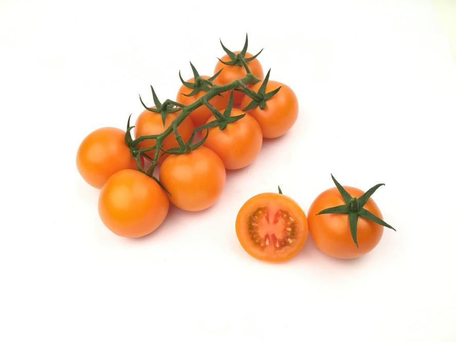 Specialty 30-70 g HTL1606242 F1 hybrid tomato Orange cluster cocktail tomato Growing area: Protected heated Pruning 9 fruits