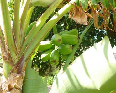 Maiÿa Musax paradisica Polynesian Introduced Kinolau: Kanaloa. The banana tree, is actually a herbaceous perennial, an oversized herb. It can grow from 6 ft. to almost 30 ft.