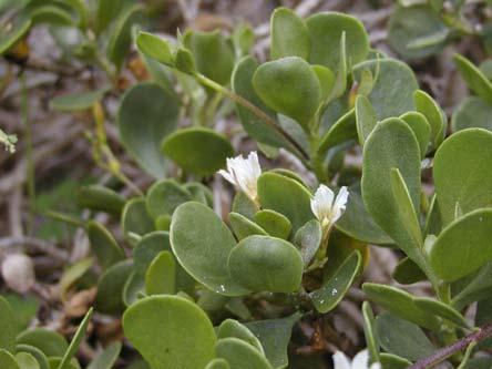 Naupaka Papa Scaevola coriacea Endemic; Endangered This endangered plant was formerly found on sand dunes and rocky coastlines of all the main