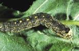 Variegated cutworm (Peridroma saucia) Larvae: 1.5 to 1.75 inches long Larvae are gray to dark brown with a row of yellow spots along the back and a broad orange stripe along each side.