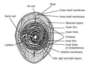 contaminated from environmental sources (19%), known as horizontal transmission. 1 The composition of a shell egg is shown below.