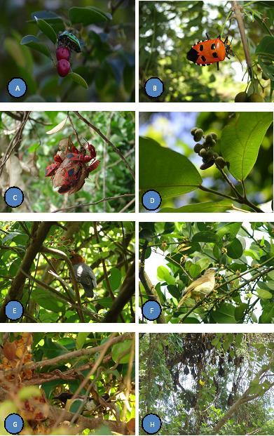 Fig. 1: Various types of frugivores in tropical dry evergreen forest. A. Jewel bug visiting a fruit of Breynia vitis-idea; B. Man faced bug in Benkara malabarica; C.