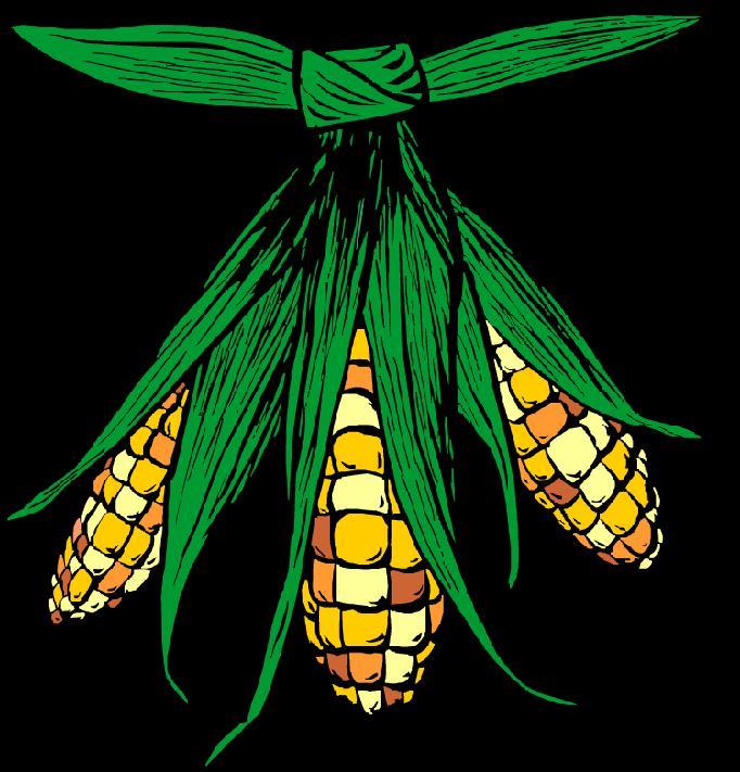 Corn Members of the Iroquois Confederacy, who included Mohawk, Oneida, Onondaga, Cayuga, Seneca, and Tuscarora viewed corn, beans and squash as essential.