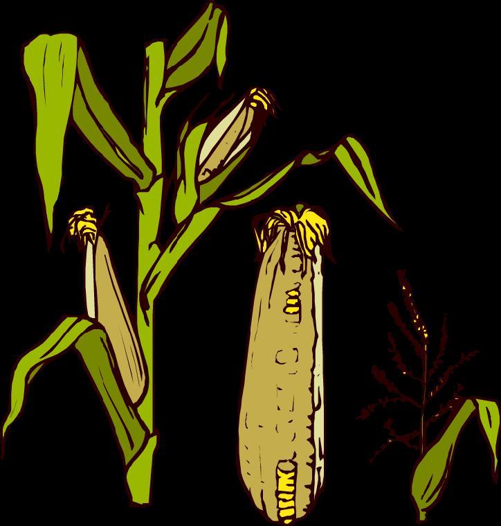 Corn Corn was a very important crop for members of the Iroquois Confederacy. Corn was planted in fields cleared by men of the tribe.