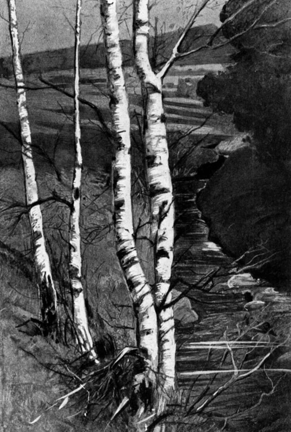 White Birch The white birch tree was very important to Native American tribes living in the Northeast region of the United States.