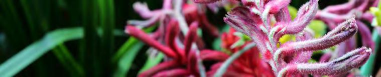 The common name Kangaroo Paw, is derived from the appearance of the unopened cluster of flowers resembling the animal s paw.