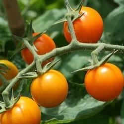 tomatoes. Vigorous plants start yielding early and bear right through the season.