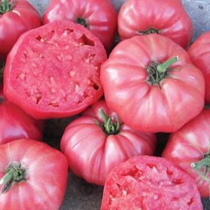Wisconsin 55 Excellent all-purpose tomato, great for canning. Does best on rich soils.