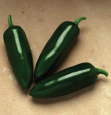 H o t P e p p e r s Jalapeno High-yielding jalapeno pepper