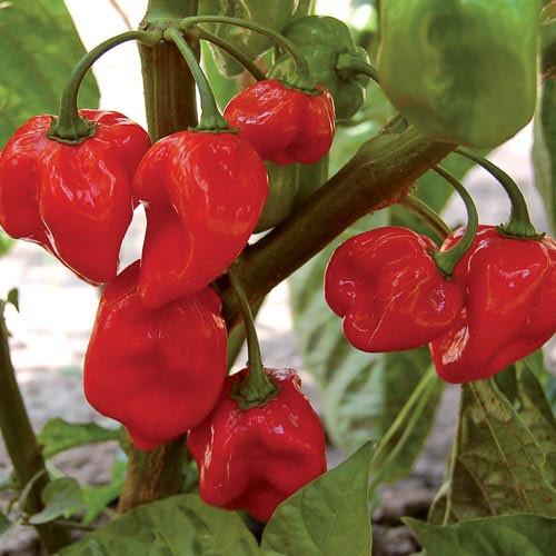 Red Rocket High-yielding cayenne pepper. Great for drying.