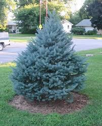 COLORADO BLUE SPRUCE The Norway Spruce is one of the most popular ornamental conifers. Also known as the blue spruce, it is a truly magnificent sight.