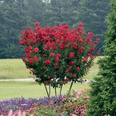 RED ROCKET CRAPEMYRTLE Red Rocket Crapemyrtle is a stunning shrub that is renowned for its showy flowers, beautiful bark, fast growth and tolerance of soil conditions.
