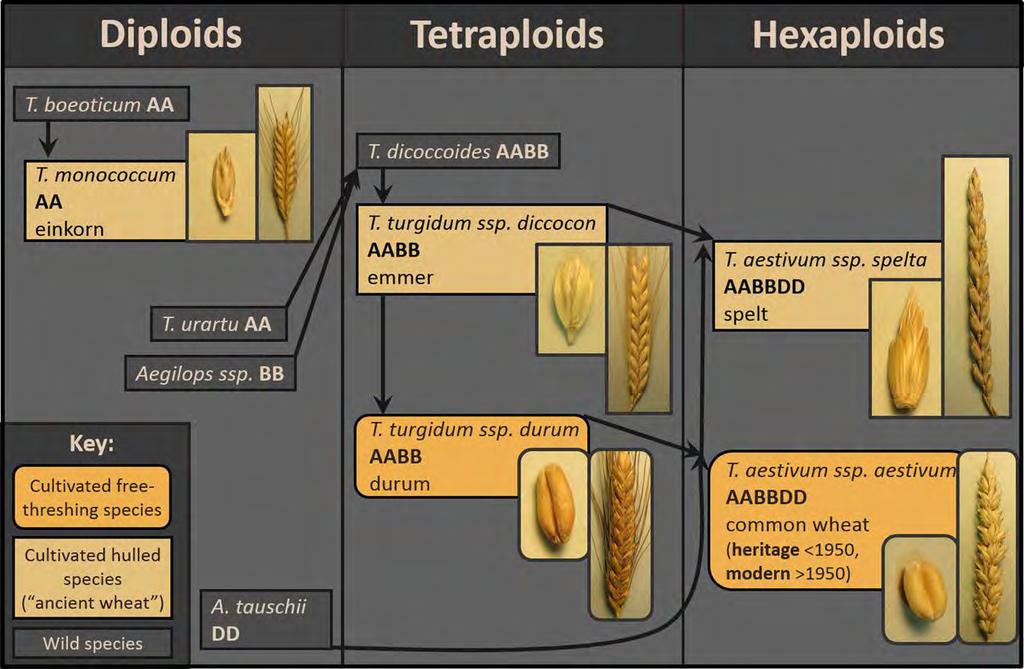 The genealogy of cultivated members of the Triticum family Research is intense to find wheat varieties with absent or low toxicity to be implemented in new strategies for