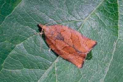 Apple pandemis: Pandemis pyrusana The forewings of apple pandemis are light brown to rust