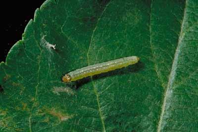 Apple pandemis larvae are green with yellowish green or strawcolored head (Figure 7).