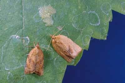 Apple pandemis larva Orange tortrix: Argyrotaenia citrana Orange tortrix moths have light