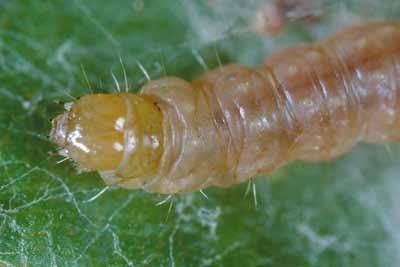Orange tortrix larvae generally have straw-colored to pale green bodies with a yellowish-brown head and prothoracic shield which is adjacent to the head (Figure 9). They closely resemble LBAM larvae.