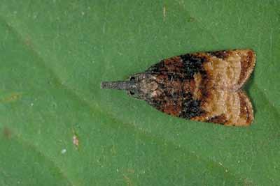 Orange tortrix larva Omnivorous leafroller: Platynoto sultana The omnivorous leafroller is not found in the cooler coastal areas, but rather in warmer parts of the inland valleys, the Central Valley