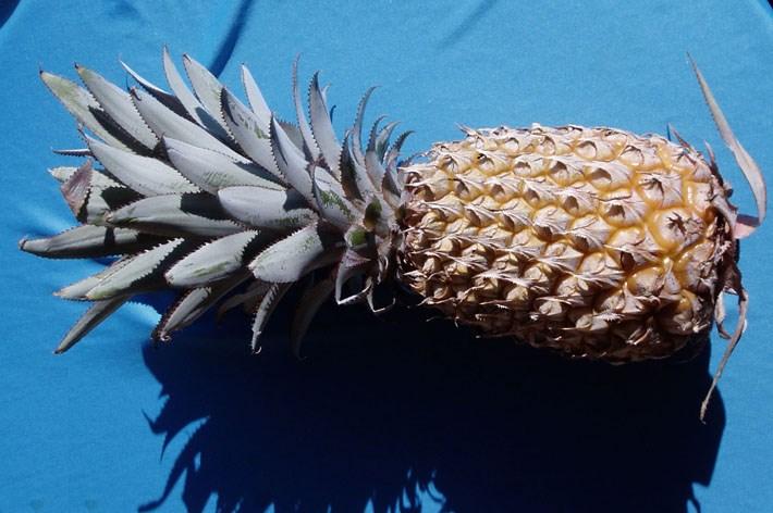 Fruit for hot humid climates Pineapple