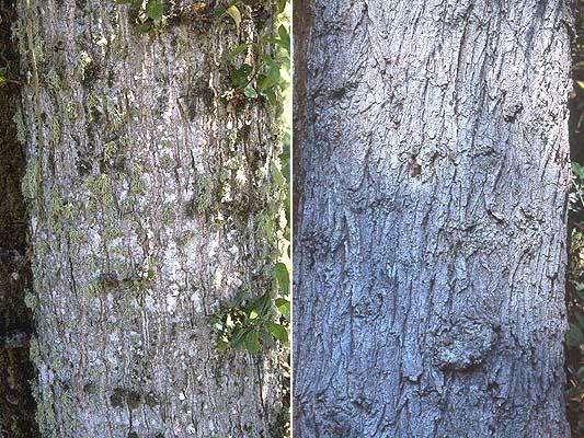 Common Name:Cottonwood Latin Name: Populus trichocarpa, Populus balsamifera Evironment: Moist to wet environments,