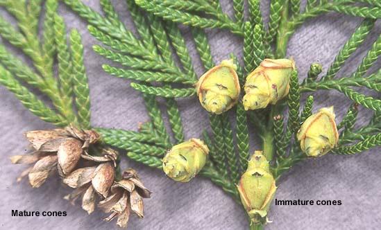 The seed cones are very small, less than 1 2 inch across, and form in clusters. Plant Relatives:Arborvitae Region: Commonly found in Northwestern United States and Canada.