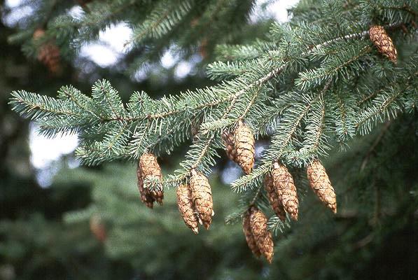 Common Name: Douglas Fir Latin Name: Pseudotsuga menziesii Evironment: Occurs in almost all forest types. It adapts well to moistmild climates.