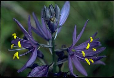 Common Name: Common Camas Latin Name:Camassia quamash Evironment: Grassy meadows and slopes and found in low to middle elevations.