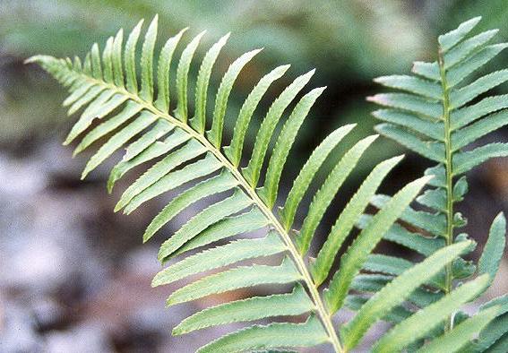 Common Name: Sword Fern Latin Name: Polystichum munitum Evironment: Moist forest at low to middle elevations. Growth Habbit: It is a tall fern that can grow to 4 feet.