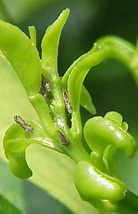However, unlike aphids and the citrus leafminer, adult psyllids can survive on hardened leaves and move to new flush as it becomes available.