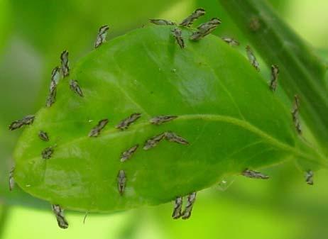 Generalist predators such as lacewings, syrphid flies, lady beetles, and spiders attack psyllids.